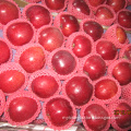 fresh huaniu red apple factory red delicious apples